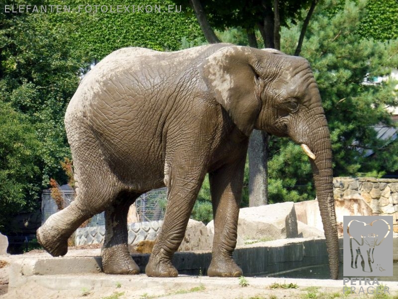 Petra Prager Elefanten Fotolexikon