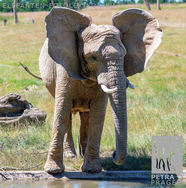 Kali
