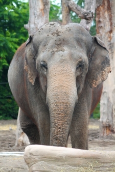 Ceylon