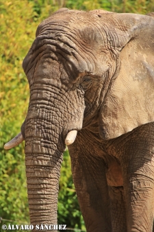 Etosha