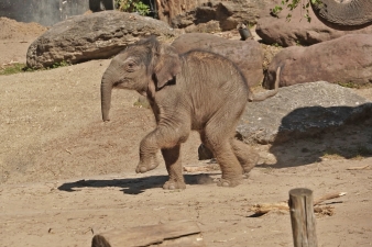 Raj