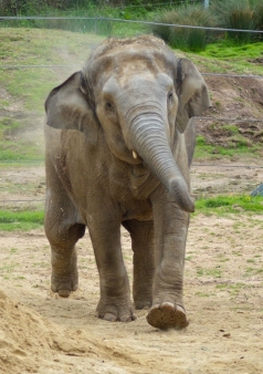 Esha