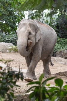 Panang