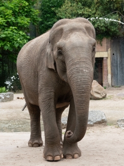Indra