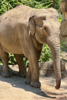 Sri