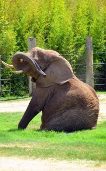 Tembo